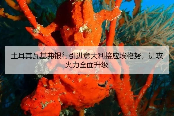 土耳其瓦基弗银行引进意大利接应埃格努，进攻火力全面升级