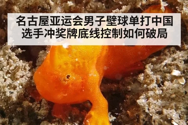 名古屋亚运会男子壁球单打中国选手冲奖牌底线控制如何破局